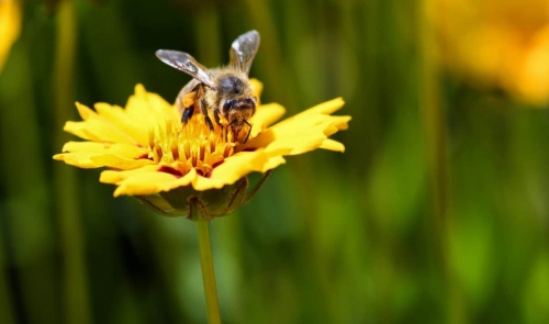 Stezka o včelách + zajímavosti - FILMpro